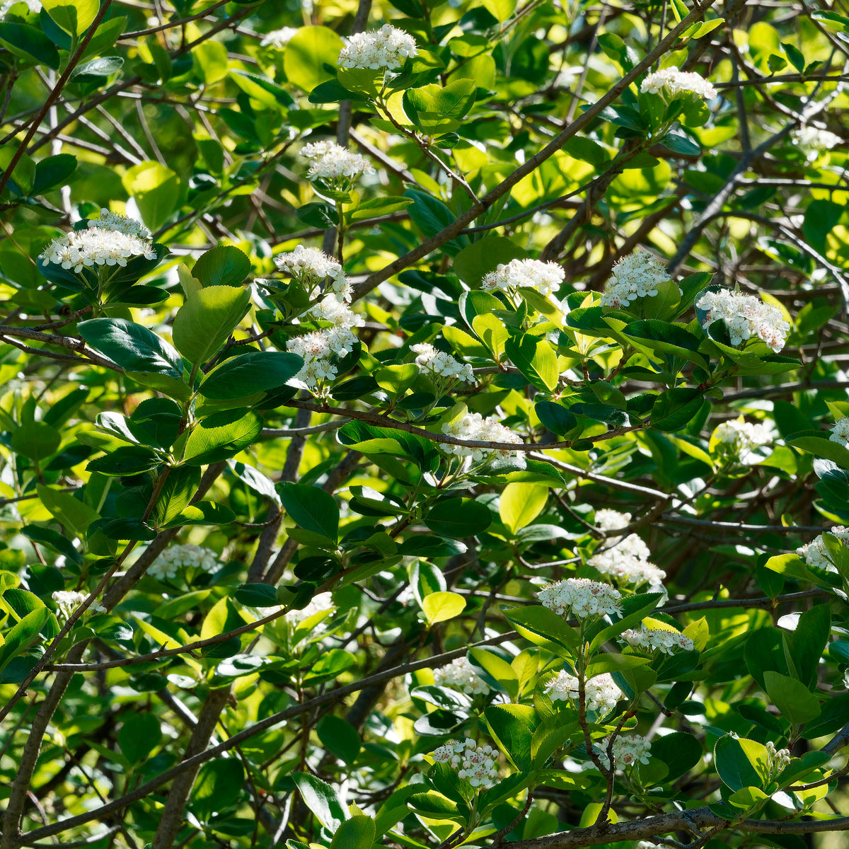 Aronia melanocarpa Viking - Appelbes 'Viking' - Heesters