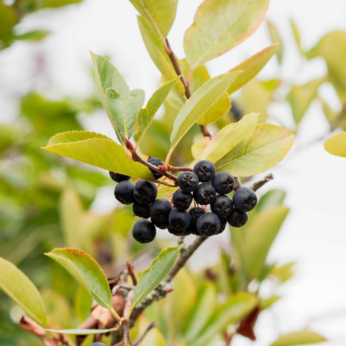 Appelbes 'Viking' - Aronia melanocarpa Viking - Bakker