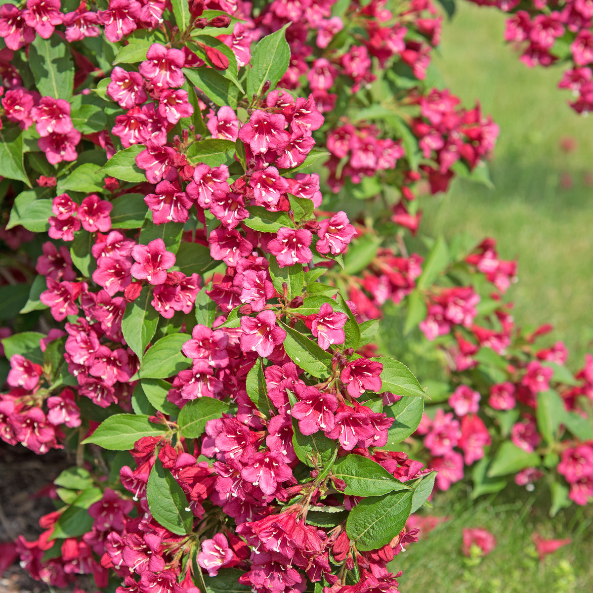 Weigelia 'Bristol Robijn'