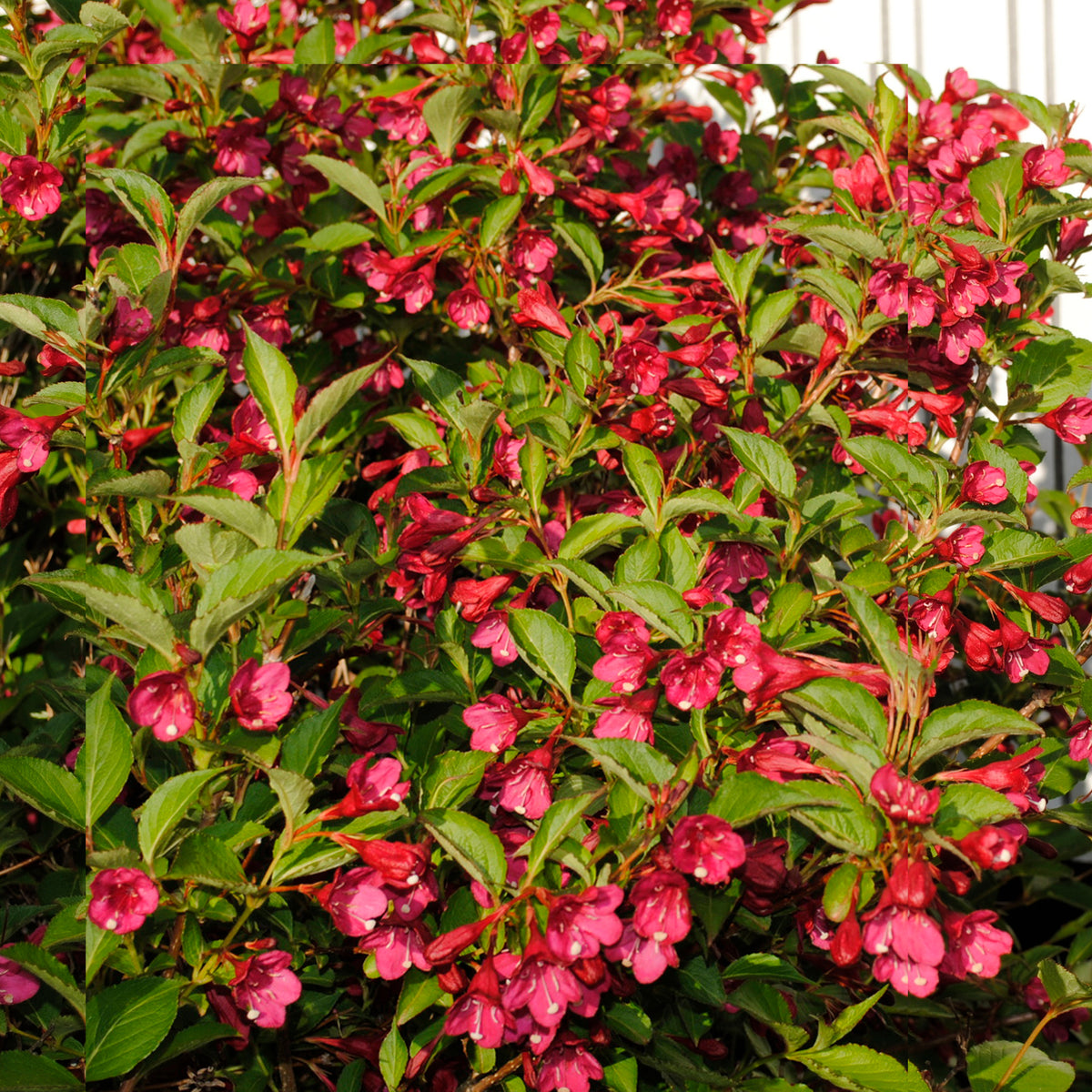 Weigelia 'Bristol Robijn'