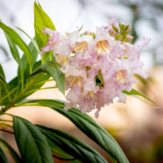 Woestijnwilg Pink Dawn - Bakker