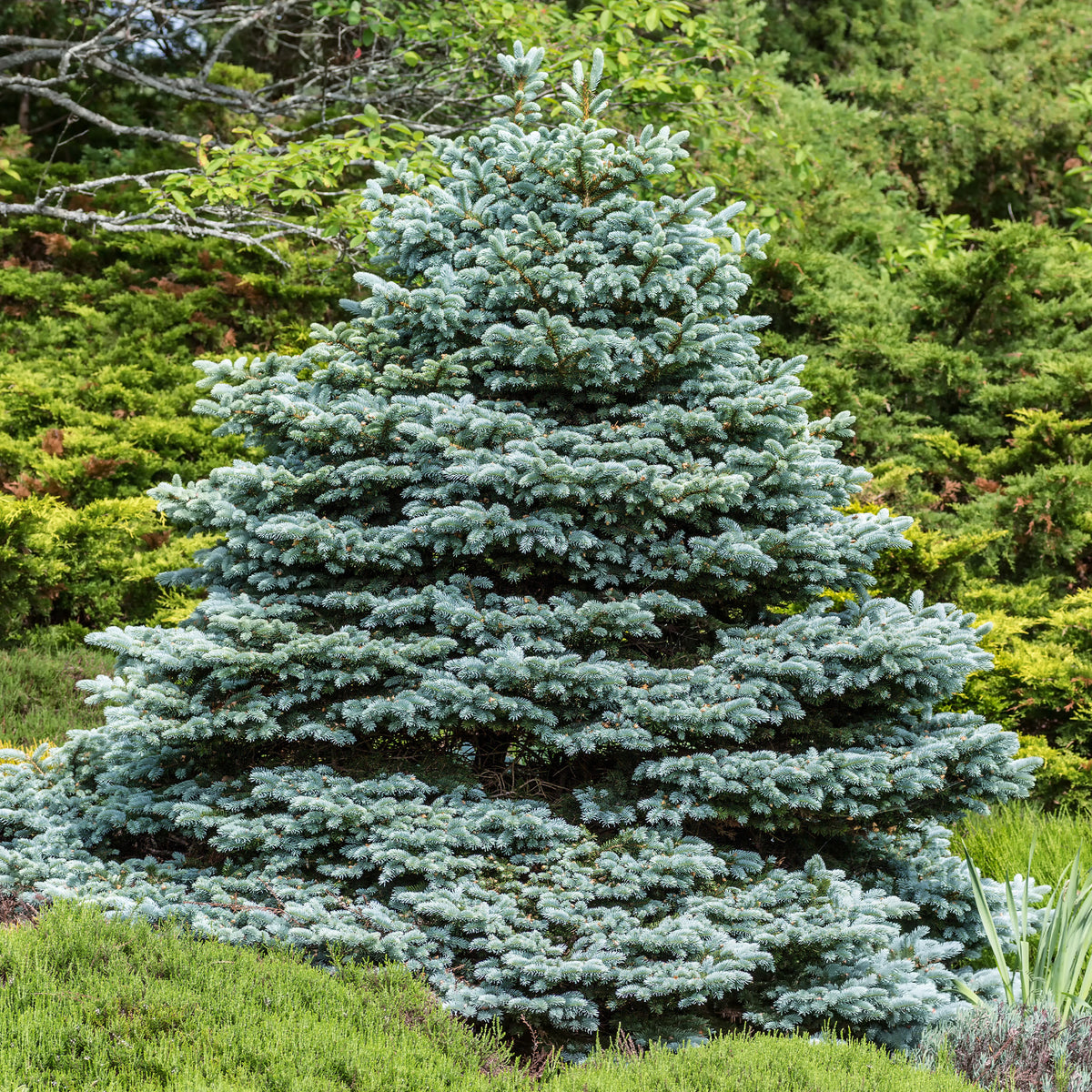 Picea pungens maculata - Blauwe spar 'Willemse selectie' - Coniferen