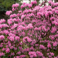Rhododendron 'Praecox' - Bakker