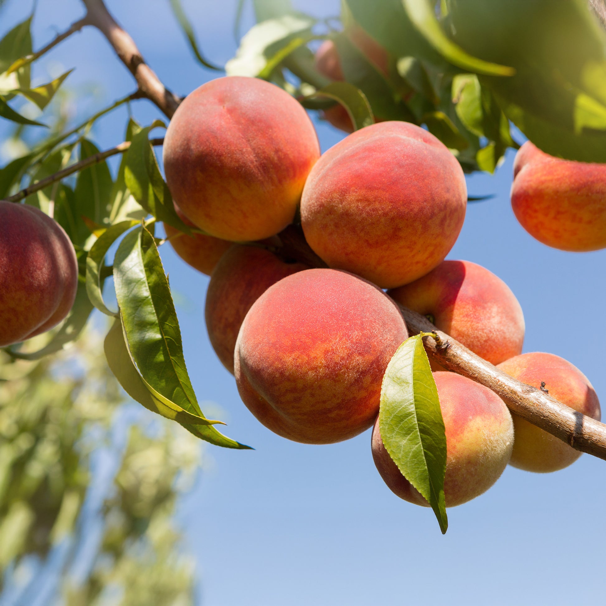 Perzik 'Amsden' - Prunus persica Amsden - Bakker