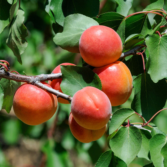 Abrikozenboom Perzik van Nancy - Bakker