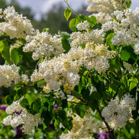 Gele Sering - Syringa vulgaris Primrose - Bakker