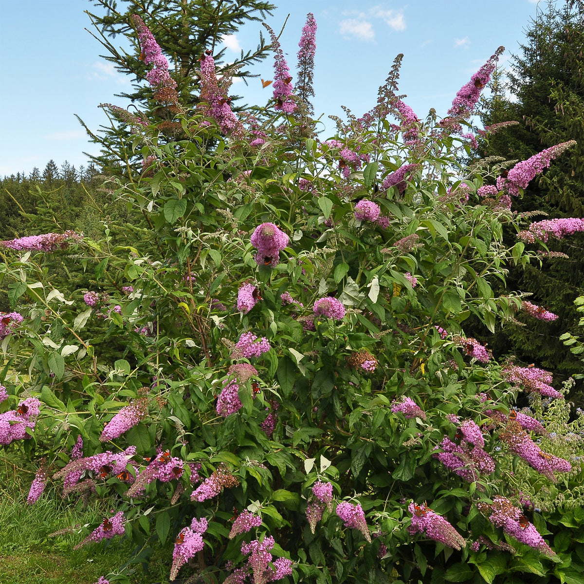 Vlinderstruik 'Flower Power' - Buddleja davidii Flower Power - Bakker