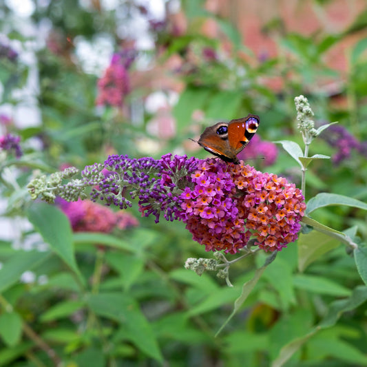 Vlinderstruik 'Flower Power' - Bakker