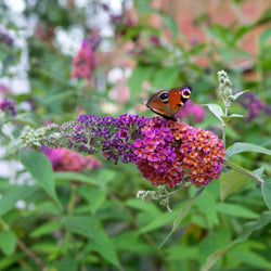 Vlinderstruik 'Flower Power' - Bakker