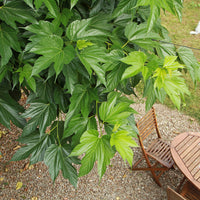 Verkoop Morus alba Macrophylla - Witte moerbei 'Macrophylla'