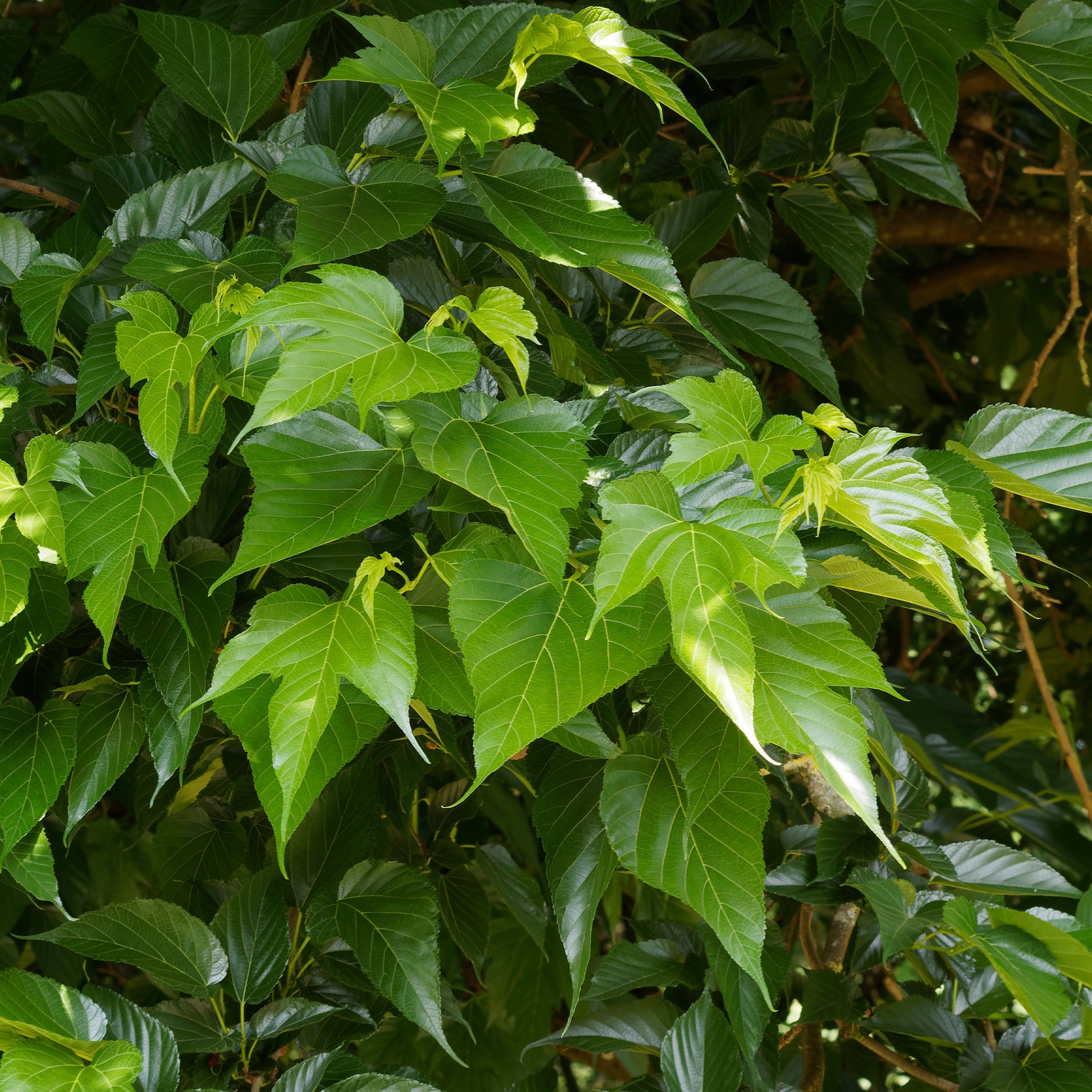 Witte moerbei 'Macrophylla' - Morus alba Macrophylla - Bakker