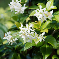 Verkoop Toscaanse jasmijn, Blauwe regen, Hortensia (x3)