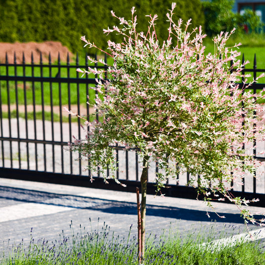 Bonte wilg 'Hakuro Nishiki' - op stam - Bakker