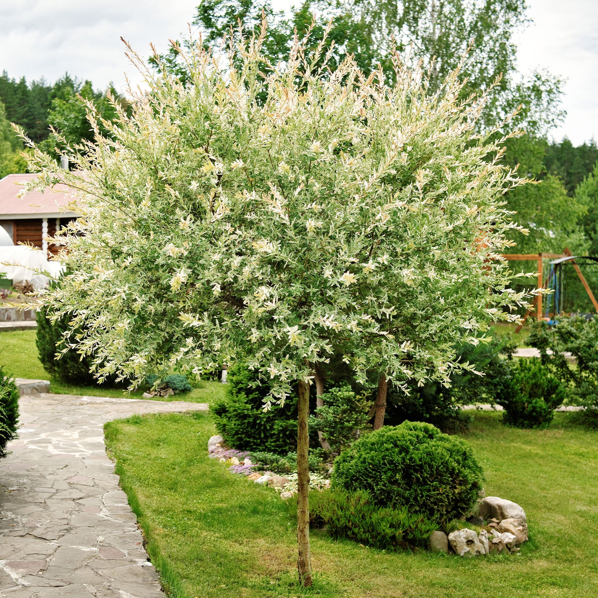 Bonte wilg 'Hakuro Nishiki' - op stam - Salix integra Hakuro Nishiki - Bakker