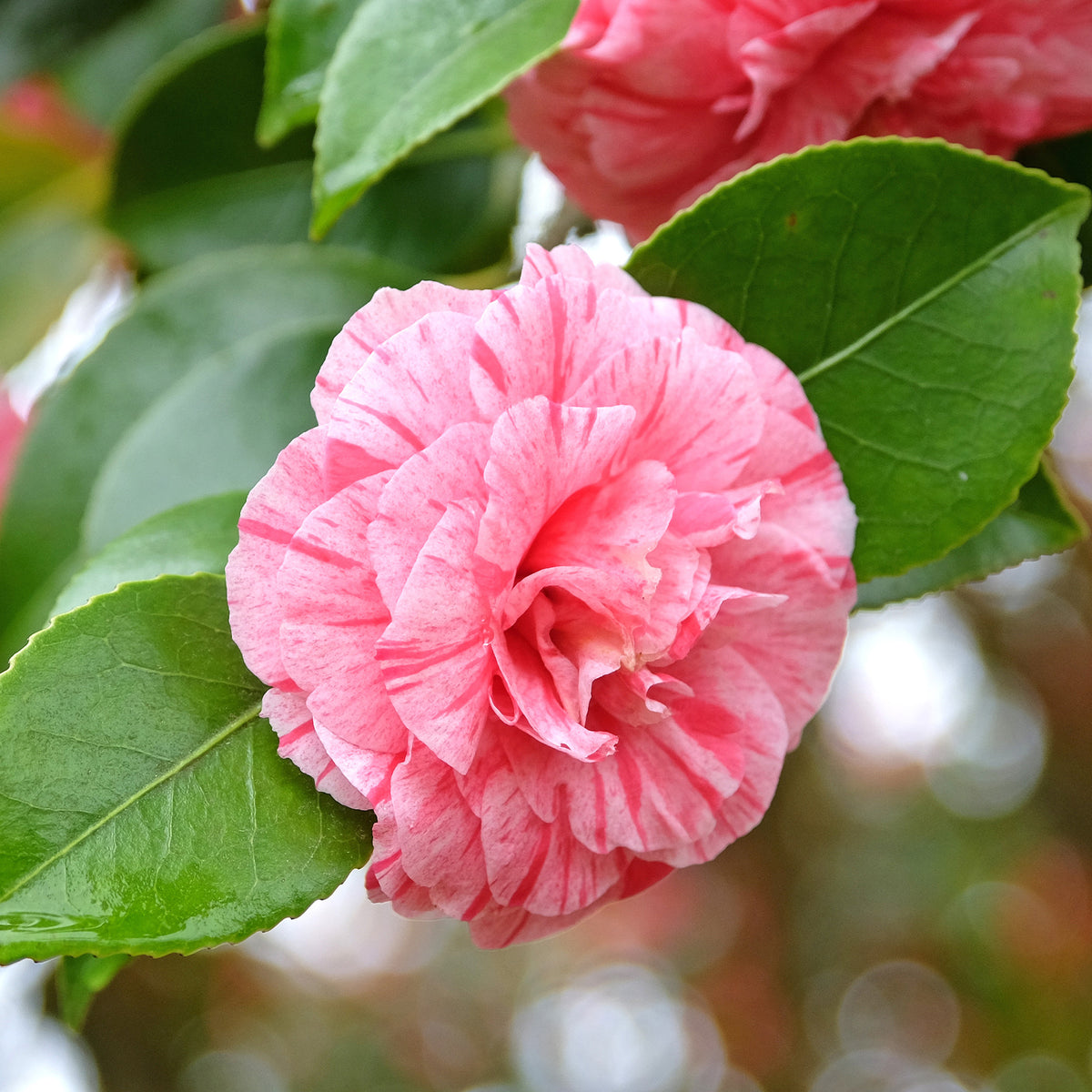 Verkoop Japanse roos 'William Barlett' - Camellia japonica william bartlett