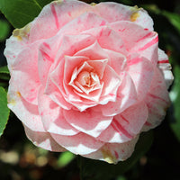 Verkoop Japanse roos 'William Barlett' - Camellia japonica william bartlett