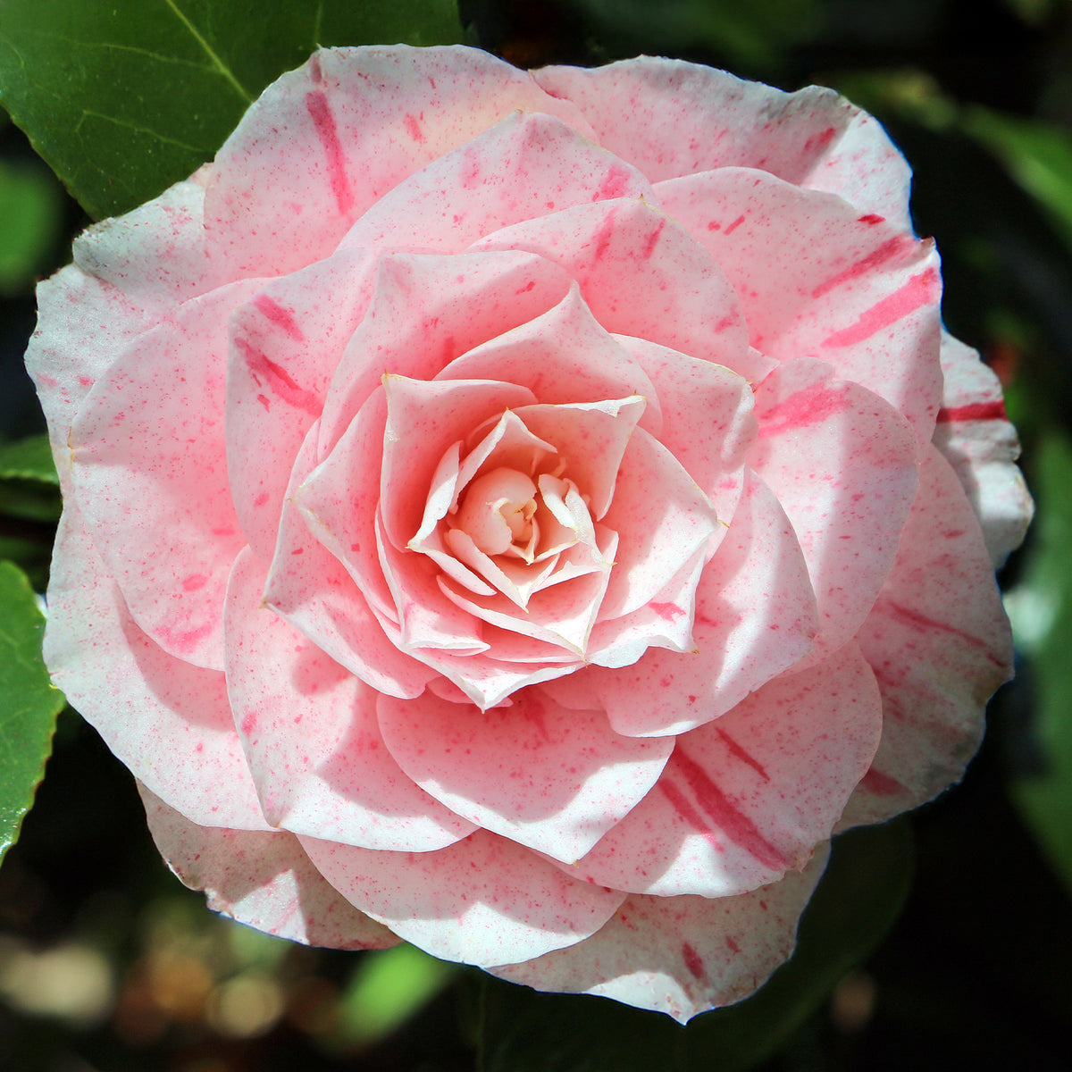 Camellia japonica william bartlett - Japanse roos 'William Barlett' - Camellia