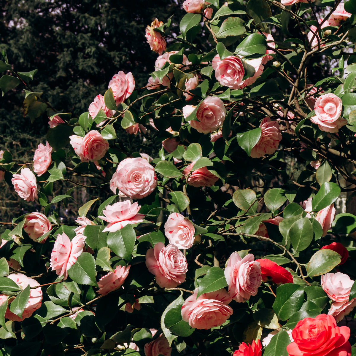 Camellia - Japanse roos 'William Barlett' - Camellia japonica william bartlett