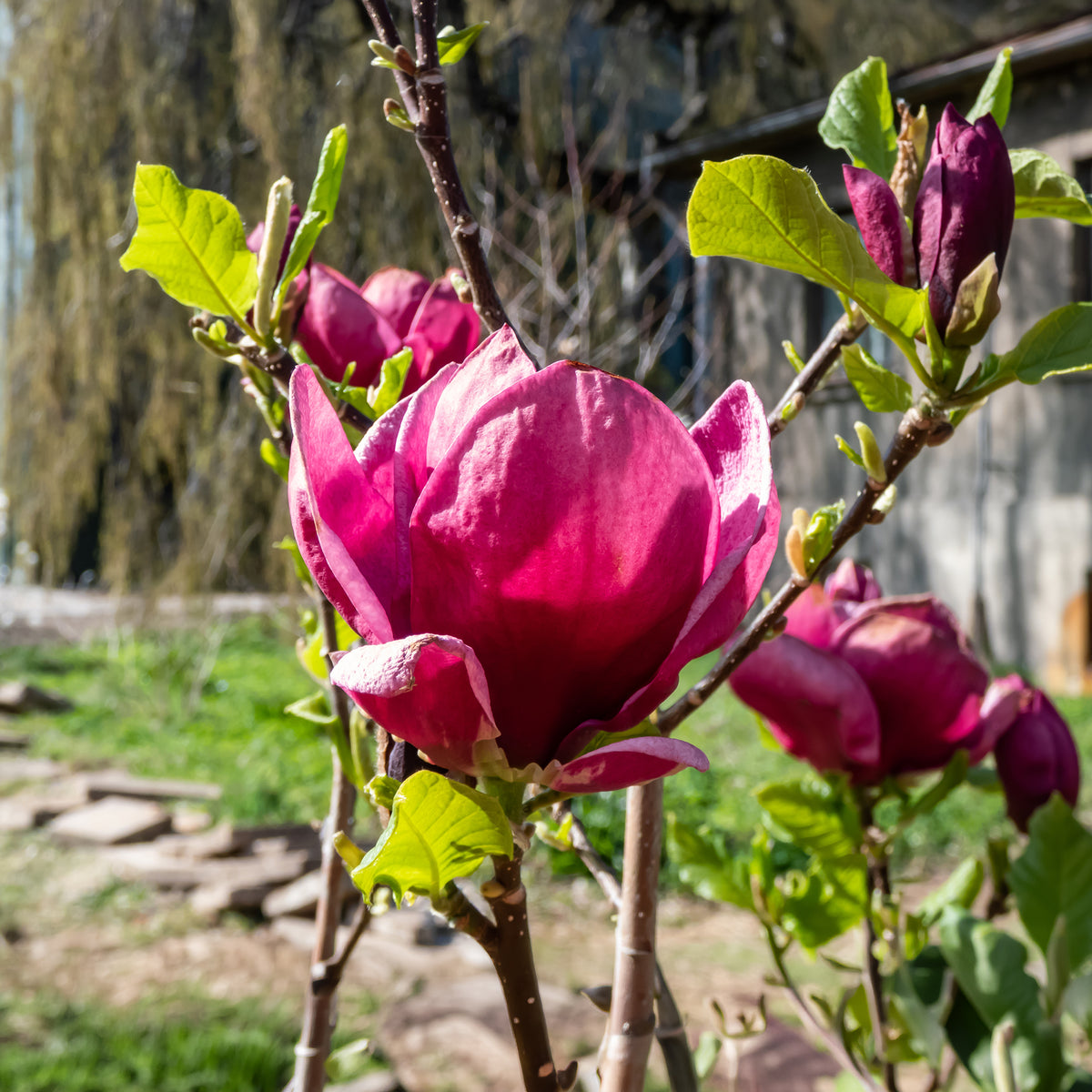 Verkoop Magnolia 'Genie'