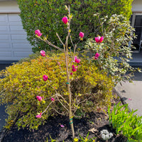 Verkoop Magnolia 'Genie' - Magnolia Genie