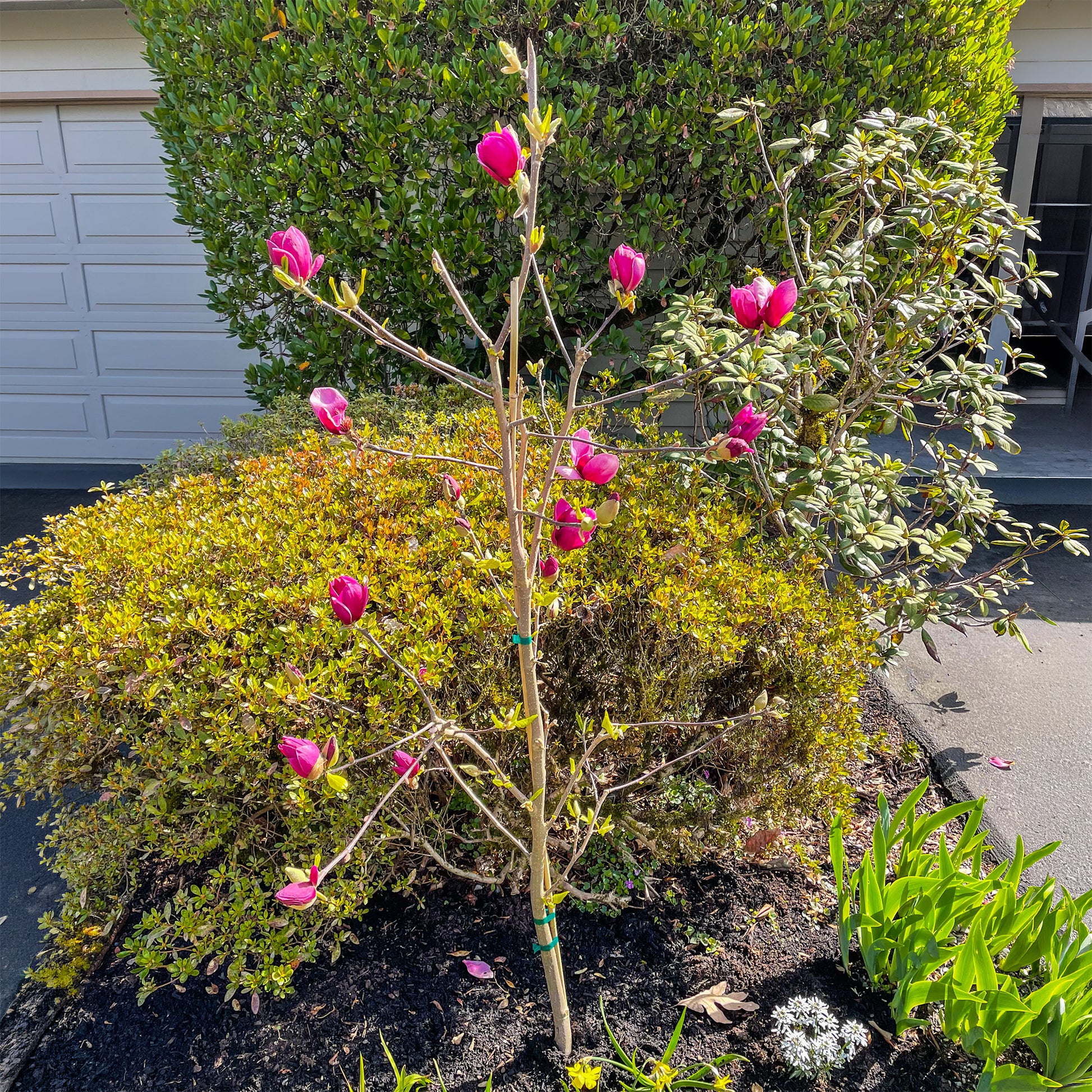 Verkoop Magnolia 'Genie' - Magnolia Genie