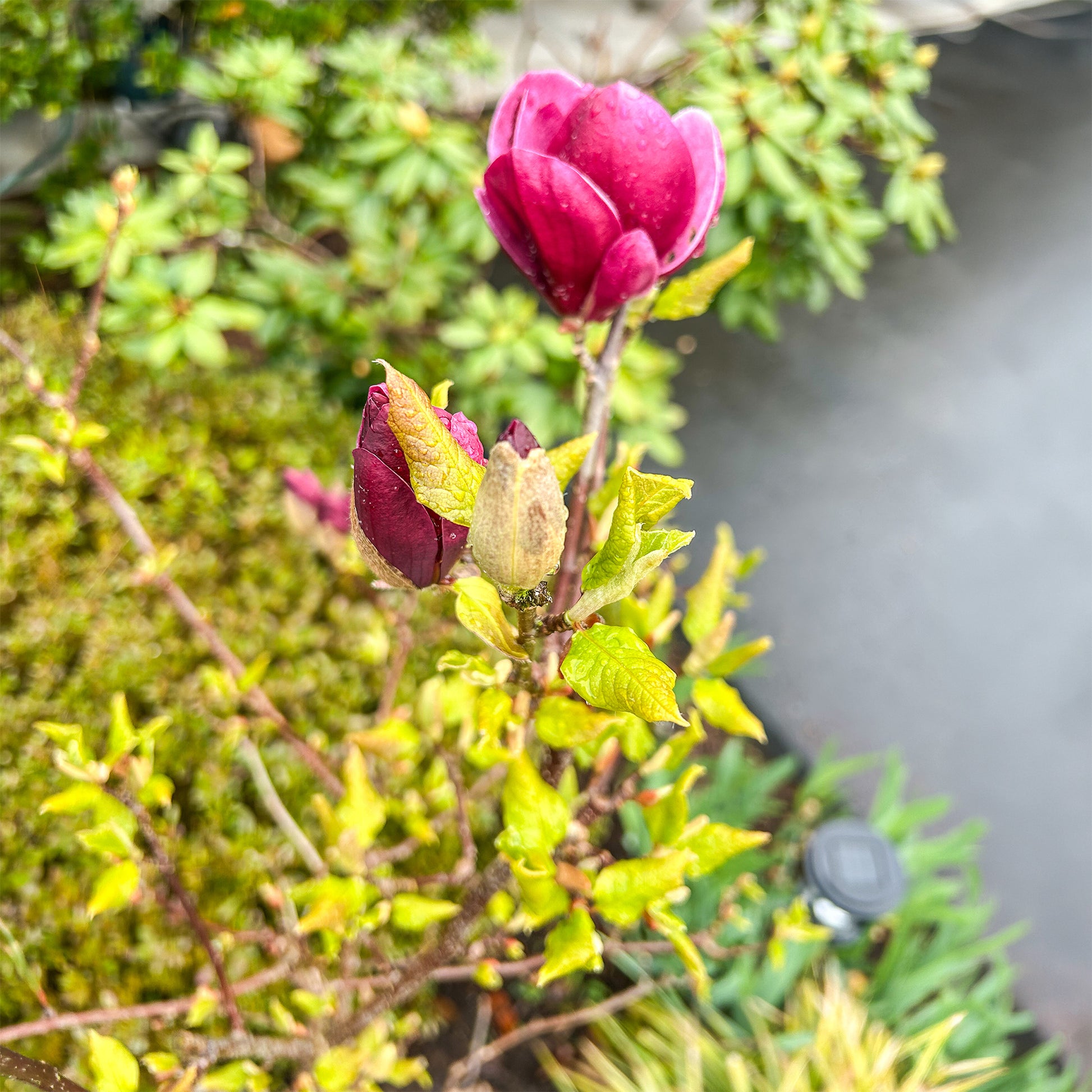 Magnolia Genie - Magnolia 'Genie' - Magnolia