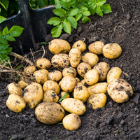 Aardappel 'Blanche' - BIO (x25) - Solanum tuberosum blanche (cn 991131) - Bakker