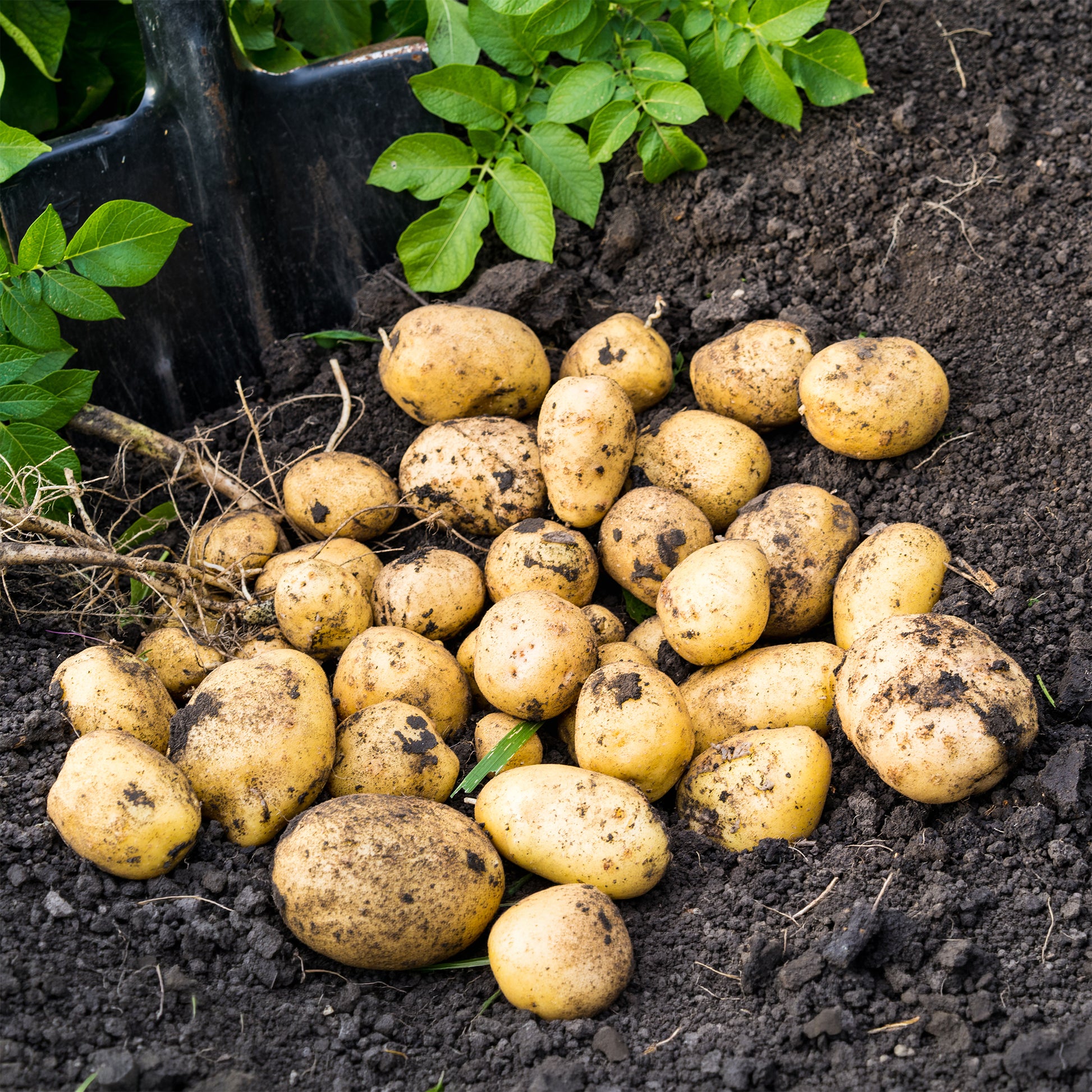 Aardappel 'Blanche' - BIO (x25) - Solanum tuberosum blanche (cn 991131) - Bakker