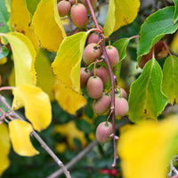 Kiwi Mix (1x mannelijk + 1x vrouwelijk) - Actinidia arguta Weiki ® - Bakker