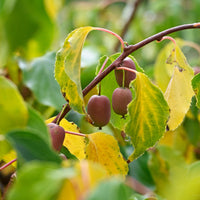 Kiwi - Kiwi Mix (1x mannelijk + 1x vrouwelijk) - Actinidia arguta Weiki ®