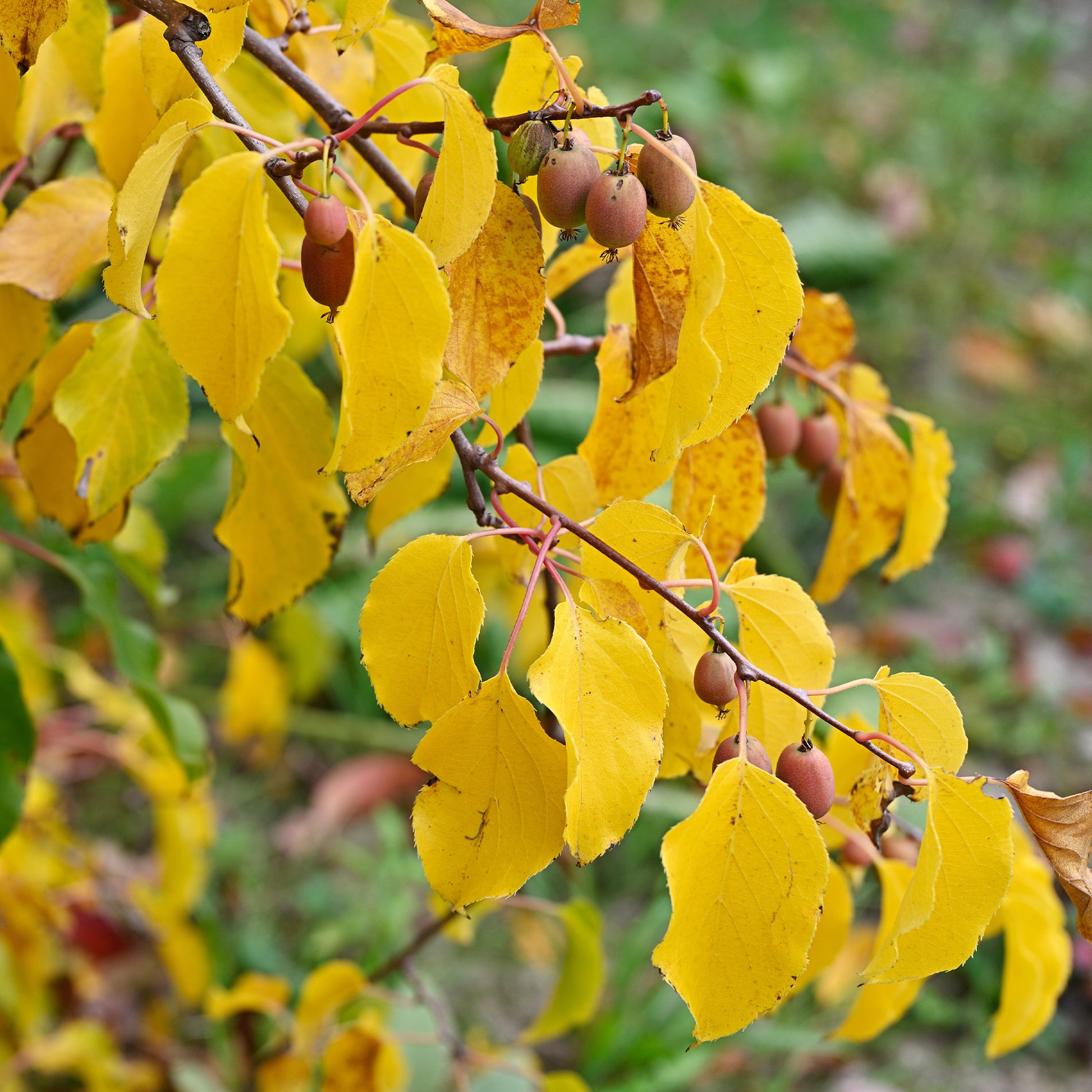 Actinidia arguta Weiki ® - Kiwi Mix (1x mannelijk + 1x vrouwelijk) - Kiwi