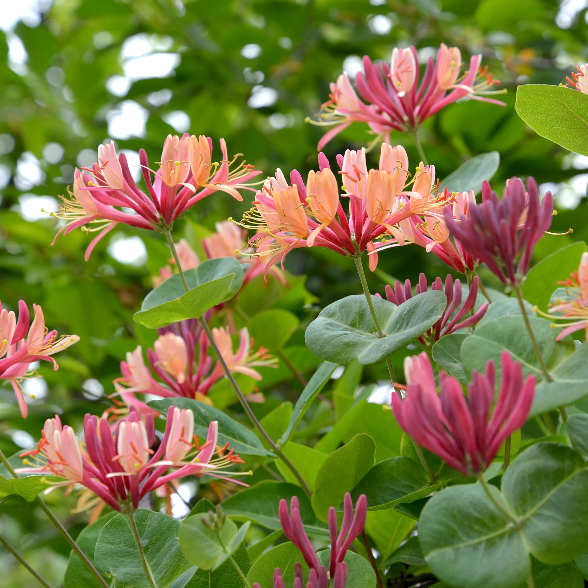 Lonicera heckrottii American Beauty, Clematis patens Piilu, Parthenocissus tricuspidata Veitchii - Collectie van  klimplanten: kamperfoelie, clematis, Wilsde Wingerd (x3) - Klimplanten