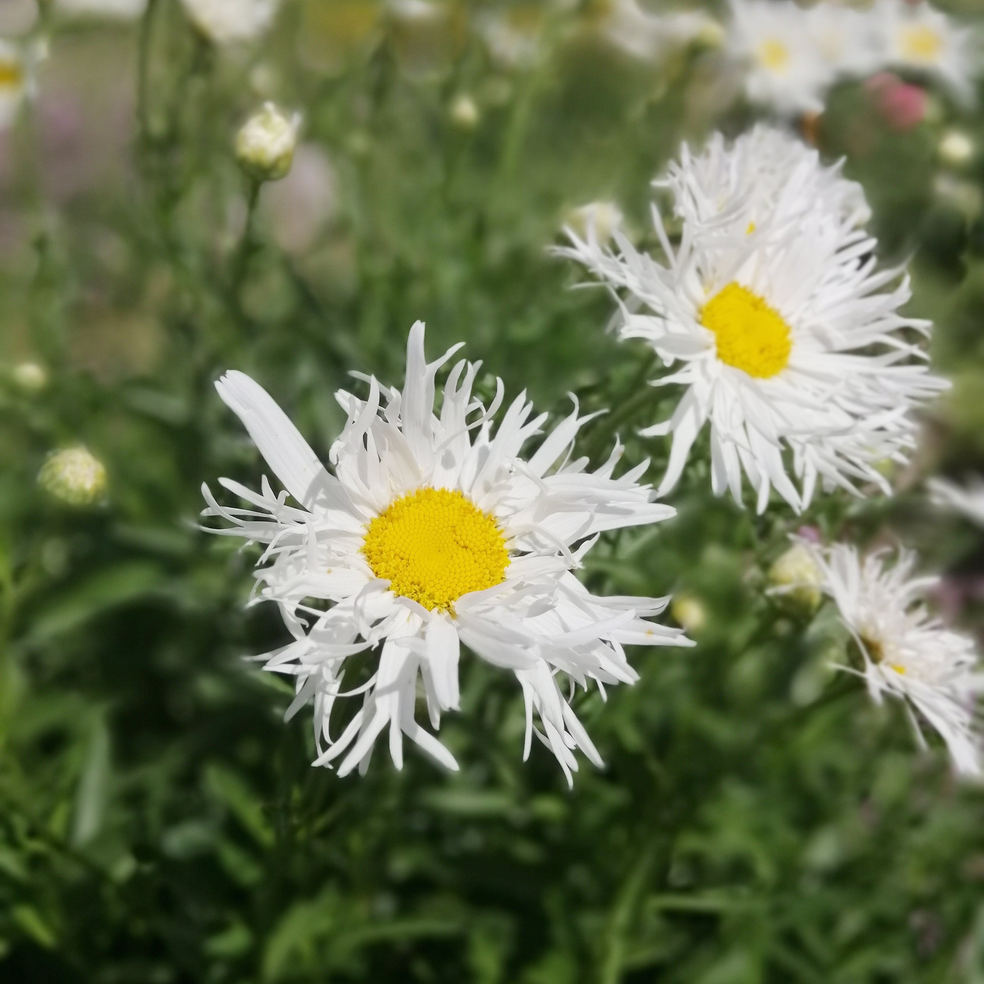 Margriet 'Old Court' (x3) - Leucanthemum x superbum old court - Bakker