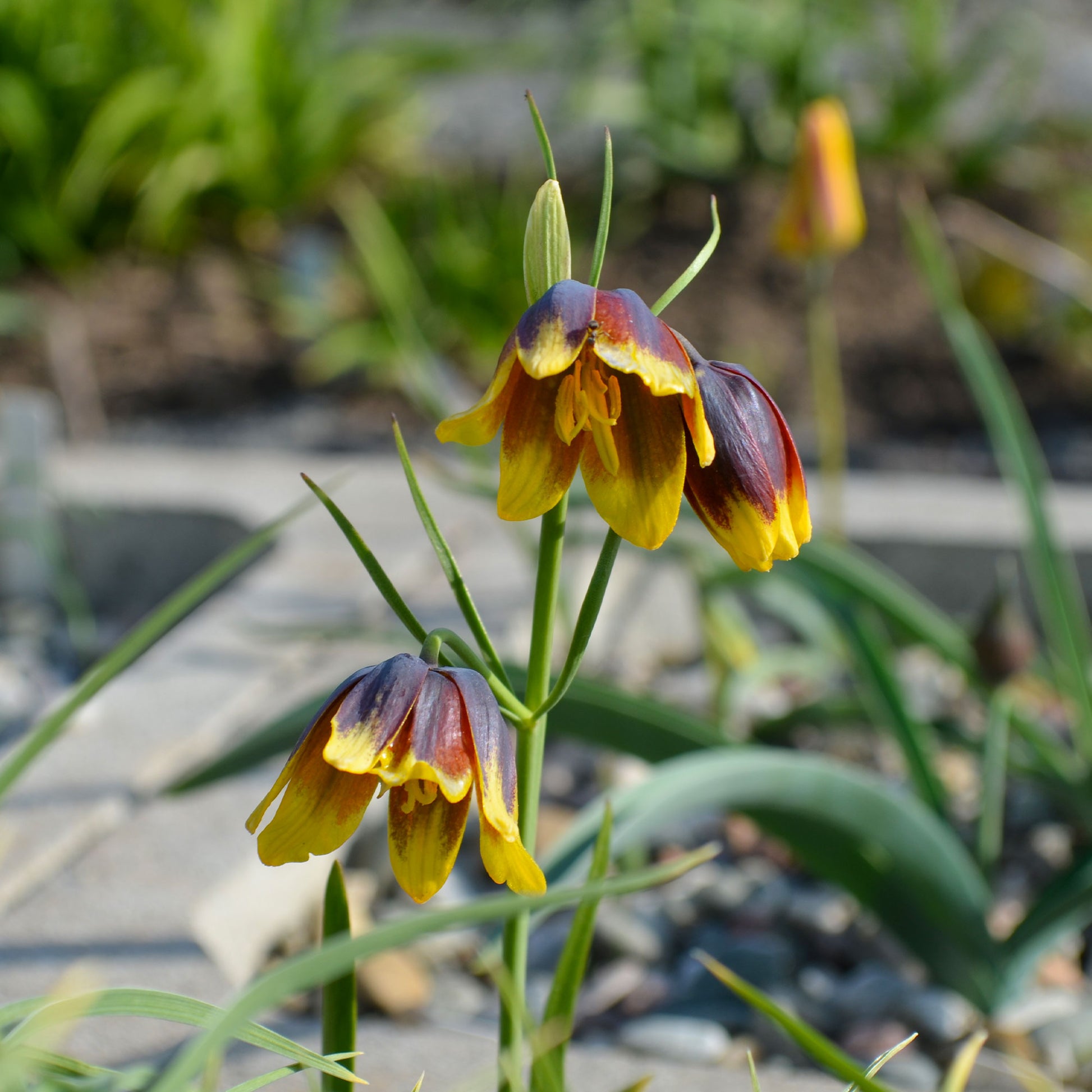 Fritillaria Uva Vulpis (x10) - Fritillaria uva-vulpis - Bakker