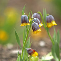Fritillaria uva-vulpis - Fritillaria Uva Vulpis (x10) - Fritillaria