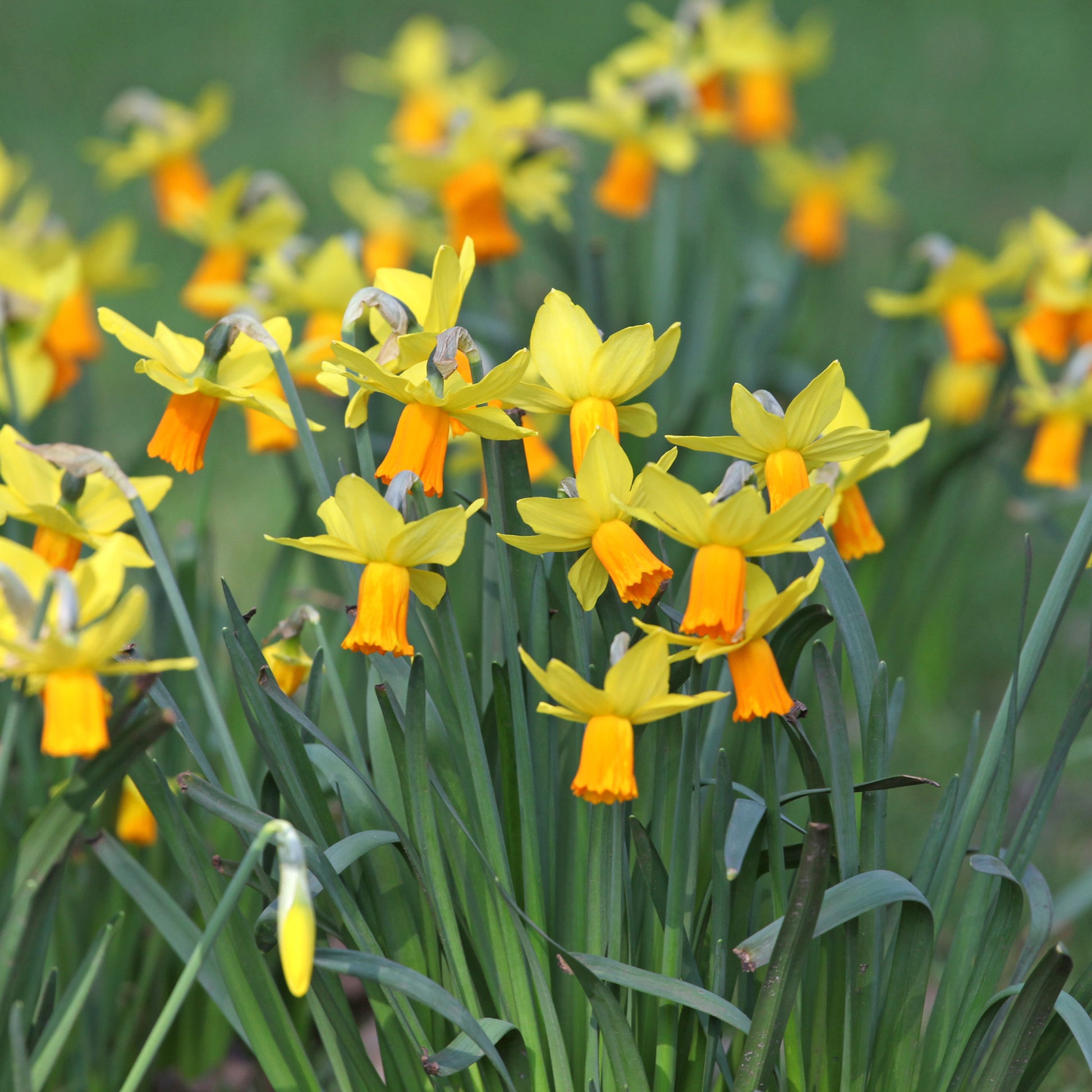 Narcissus cyclamineus Jetfire - Narcis Jet Fire (x5) - Narcissen
