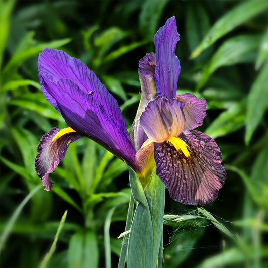 Iris 'Tiger Eyes' (x10) - Bakker