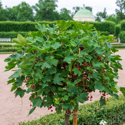 Rode bes op stam - Bakker