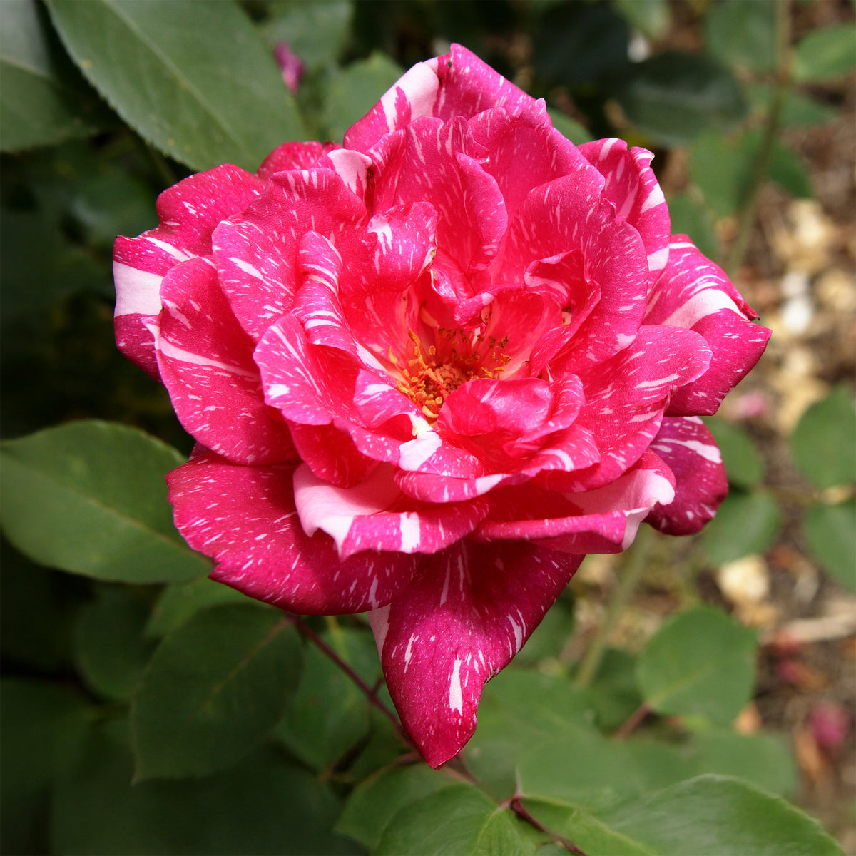 Rozen - Roos 'Candy Stripe' - Rosa Candy Stripe