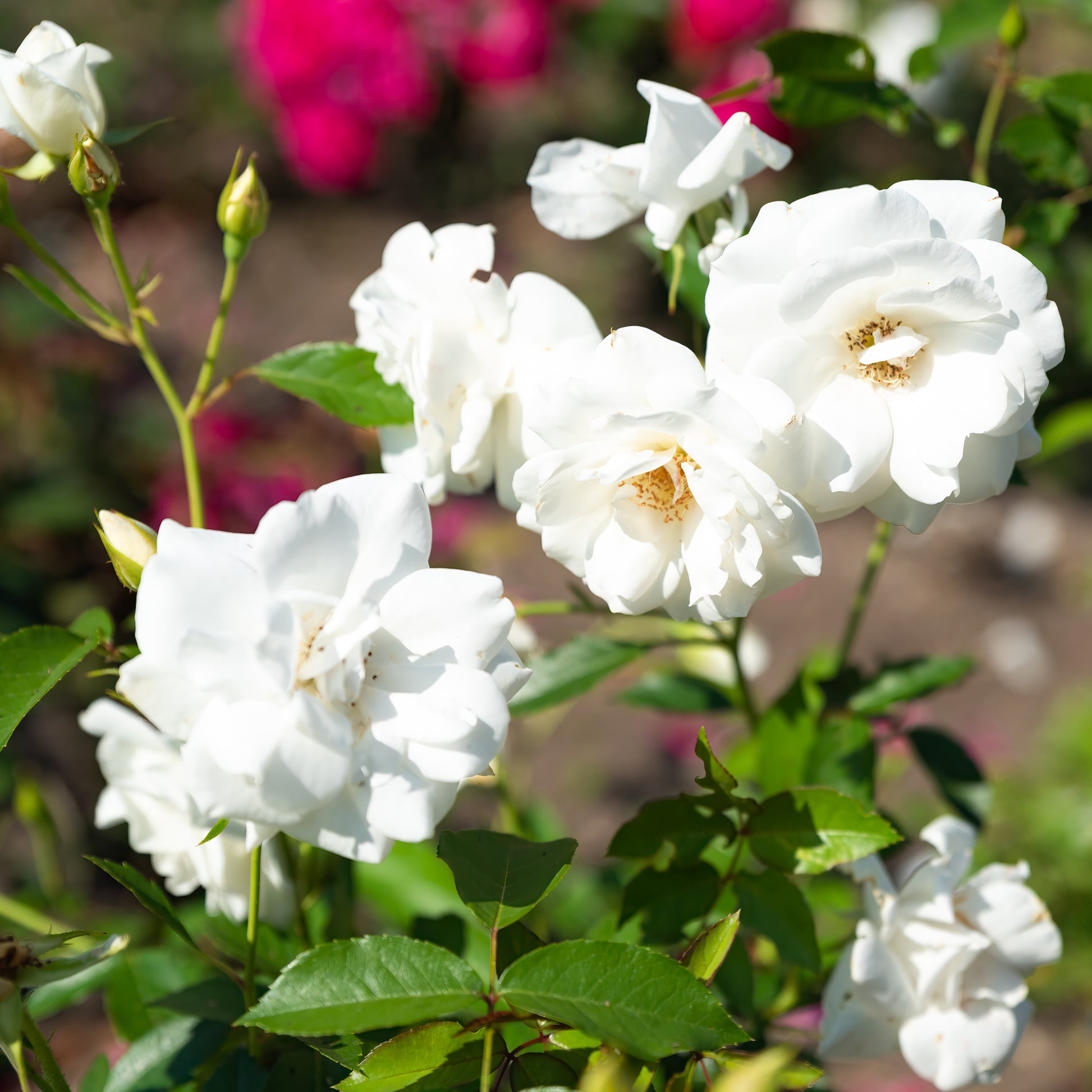 Verkoop Roos 'Iceberg' - Rosa iceberg