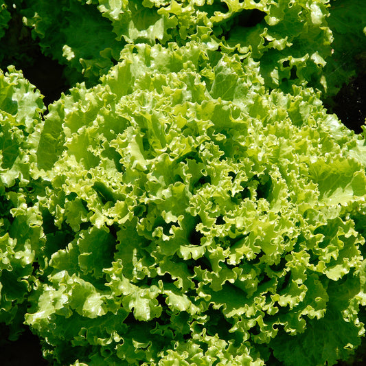 IJsbergsla 'Florine' - Bakker