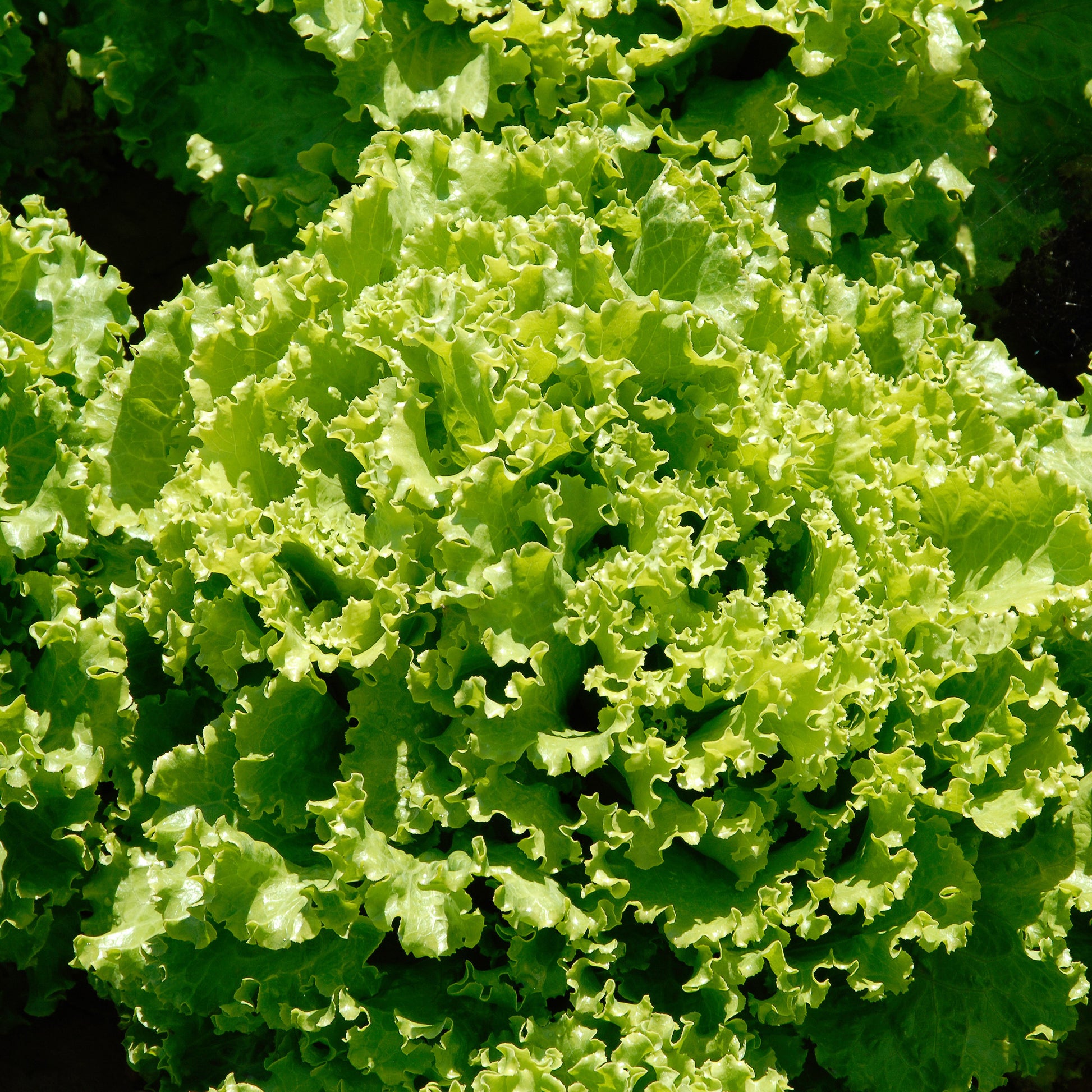 IJsbergsla 'Florine' - Bakker
