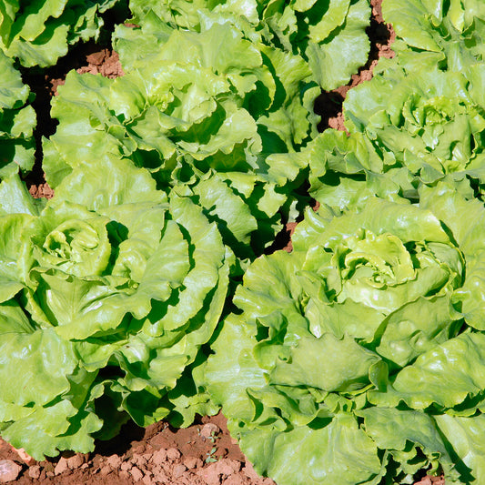 Botersla 'Deliane' - Bakker