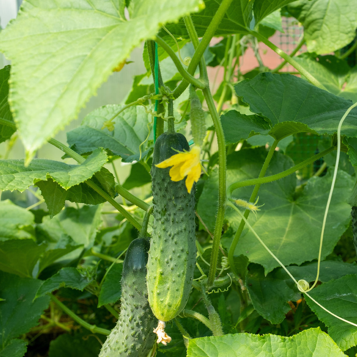 Cucumis sativus regal - Komkommer 'Regal F1' - Augurkzaden