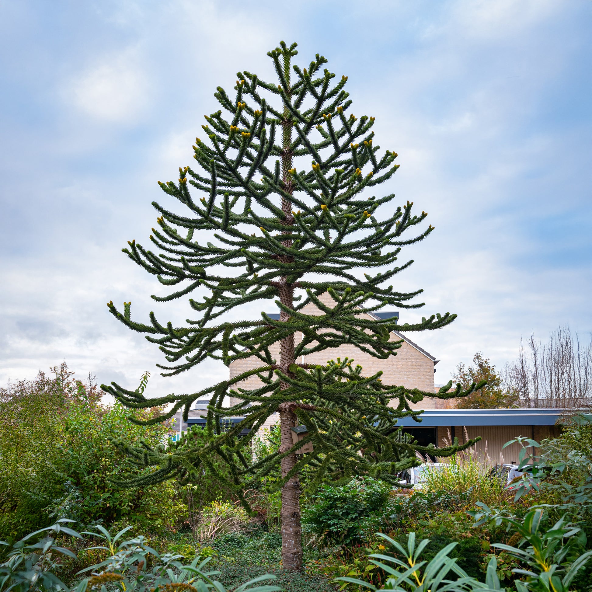 Apenboom - Araucaria imbricata - Bakker
