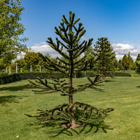 Verkoop Apenboom - Araucaria imbricata
