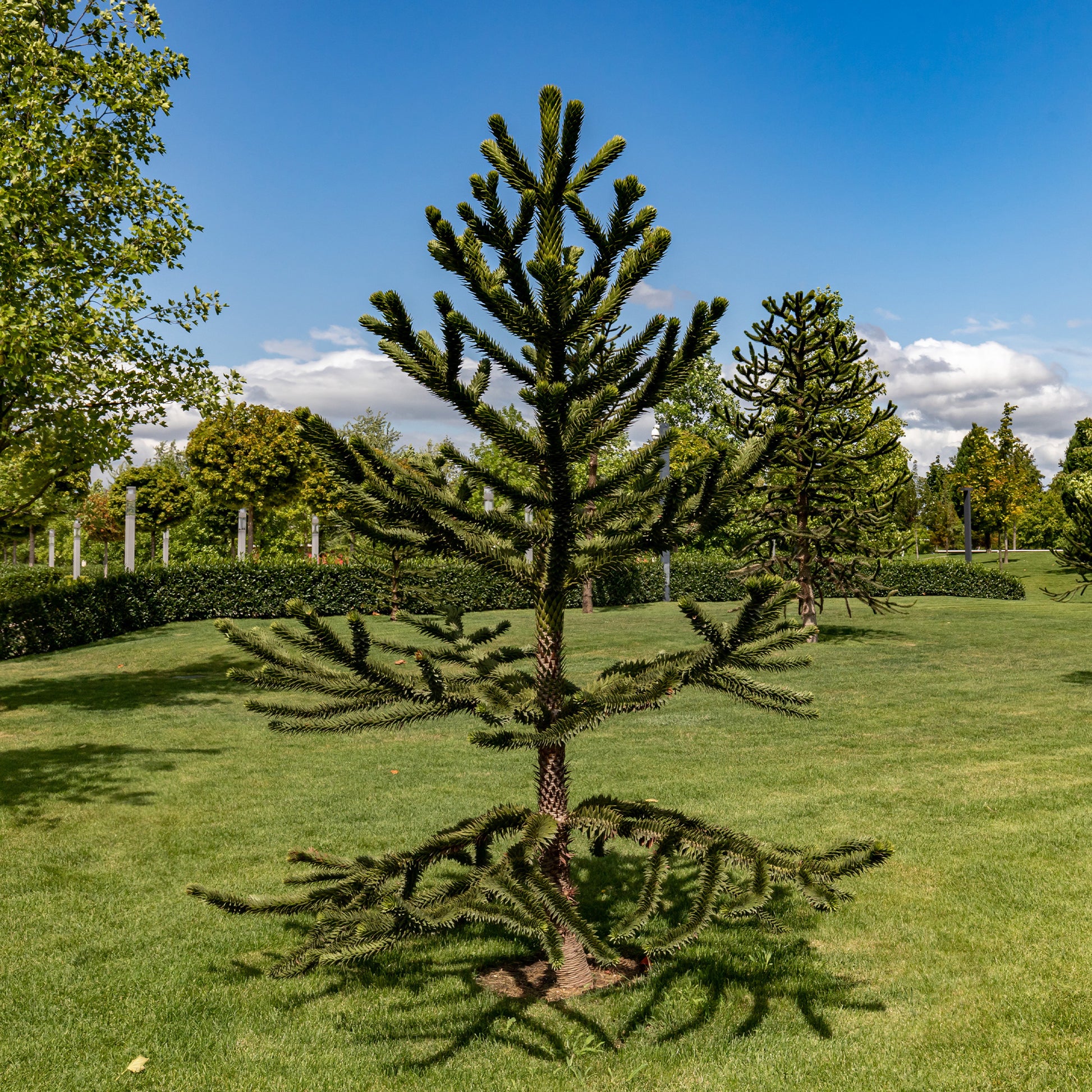 Verkoop Apenboom - Araucaria imbricata