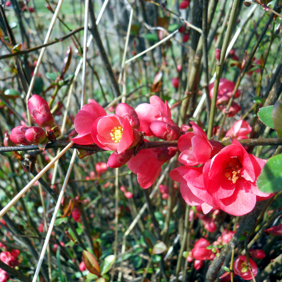 Japanse kwee 'Cido' - Chaenomeles japonica Cido - Bakker