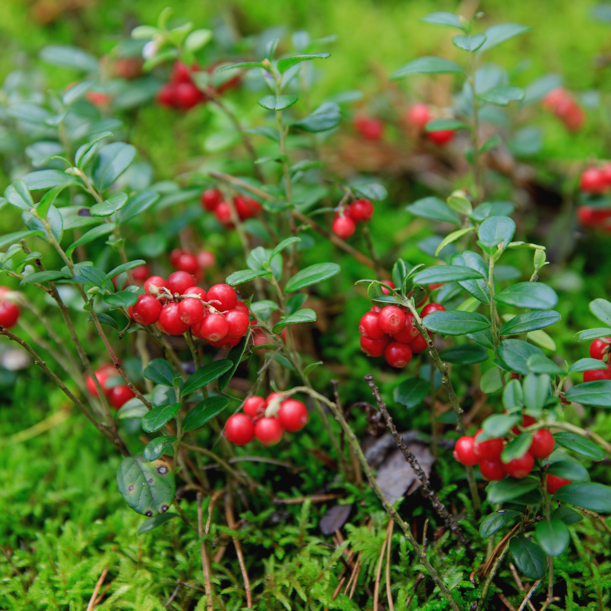 Vossenbes 'Miss Cherry'® - Vaccinium vitis idaea miss cherry ® (meliro) - Bakker