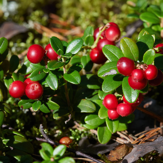 Vossenbes 'Miss Cherry'® - Bakker